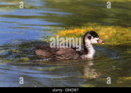 Black Foulque macroule (Fulica atra), squeaker natation, Allemagne Banque D'Images