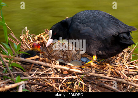 Black Foulque macroule (Fulica atra), avec les poussins et les oeufs dans le nid, Suisse, Sankt Gallen Banque D'Images