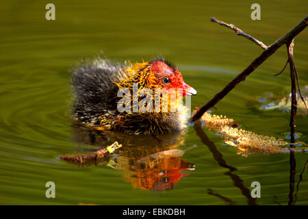 Black Foulque macroule (Fulica atra), juvénile sur un lac, Suisse, Sankt Gallen Banque D'Images