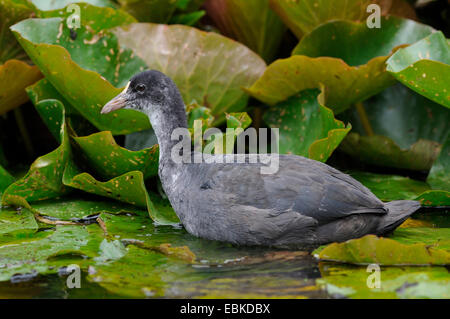 Black Foulque macroule (Fulica atra), squeaker sur feuilles de nénuphar, Allemagne, Rhénanie du Nord-Westphalie Banque D'Images