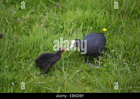 Black Foulque macroule (Fulica atra), l'alimentation chick, Pays-Bas Banque D'Images