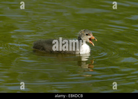 Black Foulque macroule (Fulica atra), squeaker appelant, Allemagne Banque D'Images