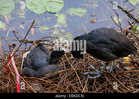 Black Foulque macroule (Fulica atra), couple sitting in nest et le toilettage, Allemagne Banque D'Images