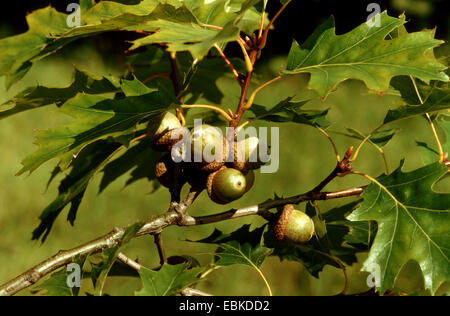 Le chêne rouge (Quercus rubra), de la direction générale avec les glands Banque D'Images