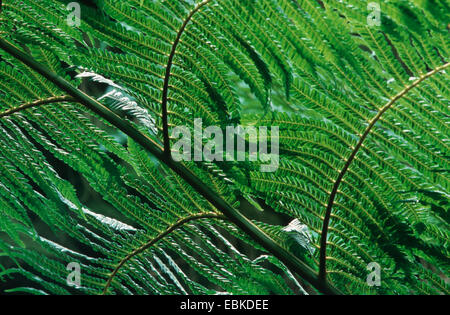 Cooper's cyathea, fougère arborescente, lacy fougère arborescente, squameuse fougère arborescente (Cyathea cooperi, Sphaeropteris cooperi, Alsophila cooperi), vue sur la face inférieure d'un frond Banque D'Images