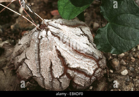 Pied d'éléphant, du pain (Dioscorea elephantipes Hottentot, Testudinaria elephantipes), ampoule Banque D'Images