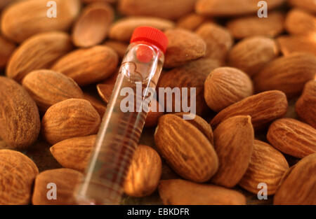 Amande amère (Prunus dulcis var. amara, Prunus dulcis amara), les graines et le tube avec de l'huile d'amande amère Banque D'Images