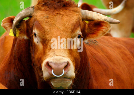 Limousin bovins, les bovins domestiques (Bos primigenius f. taurus), portrait d'un animal dans un troupeau Banque D'Images