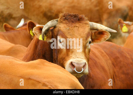 Limousin bovins, les bovins domestiques (Bos primigenius f. taurus), troupeau Banque D'Images