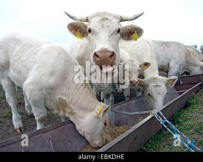 Bovins CHAROLAIS, les bovins domestiques (Bos primigenius f. taurus), les bovins côte à côte à la mangeoire Banque D'Images