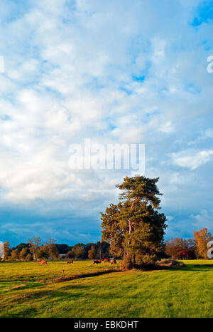 Paysage de forêt et de prairie dans la lumière du soir, l'ALLEMAGNE, Basse-Saxe, Osterholz, Worpswede Banque D'Images