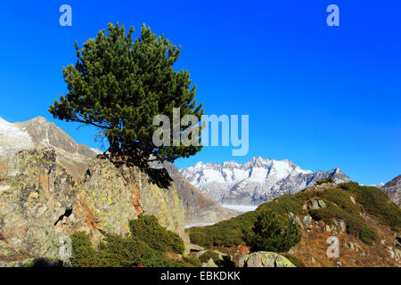 En pin cembro, arolla pin (Pinus cembra), sur un rocher, Grand Glacier d'Aletsch et Wannhorn groupe la montagne en arrière-plan, Suisse, Valais Banque D'Images