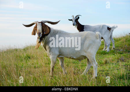 La chèvre domestique (Capra hircus, Capra aegagrus f. hircus), deux animaux dans un pré, Allemagne Banque D'Images