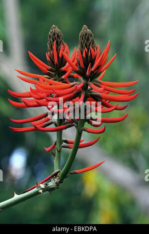 Coral Tree, Mulungu (Erythrina speciosa), blooming Banque D'Images