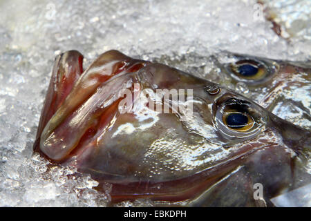 Dory, John Dory (Zeus faber), John Dory sur la glace sur le marché aux poissons, Iles Canaries, Tenerife Banque D'Images