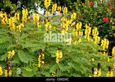 Senna, popcorn, Bush Bougie Golden Wonder (cassia didymobotrya, Senna didymobotrya), la floraison, l'Espagne, l'Tenweriffa Banque D'Images