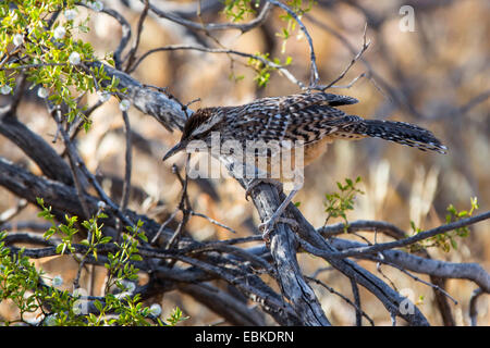Les cactus (Campylorhynchus brunneicapillus wren), assis dans les branches, USA, Arizona, Phoenix Banque D'Images