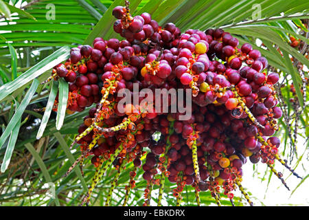 Sucre de palme naine (Arenga engleri), fruits Banque D'Images