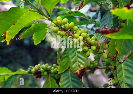 Café arabe (Coffea arabica), de la direction générale avec les fruits immatures, Espagne, Botanischer Garten, Puerto De La Cruz Banque D'Images