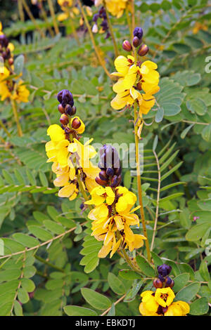 Senna, popcorn, Bush Bougie Golden Wonder (cassia didymobotrya, Senna didymobotrya), la floraison, l'Espagne, l'Tenweriffa Banque D'Images