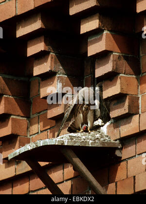 Faucon crécerelle (Falco tinnunculus), alimentation adultes poussin avec une souris, Allemagne Banque D'Images