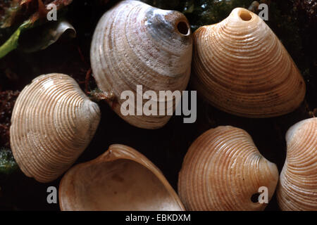 Vénus (Venus striatula striatula), coquillages chez les algues et le sable humide trou d'un terrier lune snail Banque D'Images