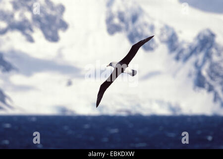 Albatros à sourcils noirs (Thalassarche melanophrys, Diomedea melanophris), voler, Antarctique Banque D'Images