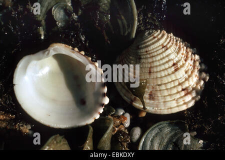 Vénus verruqueuse (Venus verrucosa), coquillages parmi le sable humide et les algues Banque D'Images