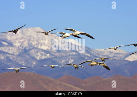 Oie des neiges (Anser caerulescens atlanticus, Chen caerulescens atlanticus), la migration des neiges sur les montagnes, USA, Nouveau Mexique, le Refuge de Vie Sauvage de Bosque del Apache Banque D'Images