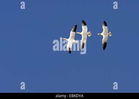 Oie des neiges (Anser caerulescens atlanticus, Chen caerulescens atlanticus), trois des neiges dans le ciel, USA, Nouveau Mexique, le Refuge de Vie Sauvage de Bosque del Apache Banque D'Images