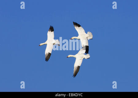 Oie des neiges (Anser caerulescens atlanticus, Chen caerulescens atlanticus), trois des neiges dans le ciel, USA, Nouveau Mexique, le Refuge de Vie Sauvage de Bosque del Apache Banque D'Images