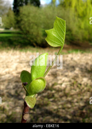 Tulipier de Virginie (Liriodendron tulipifera), les bourgeons d'une feuille de tir Banque D'Images