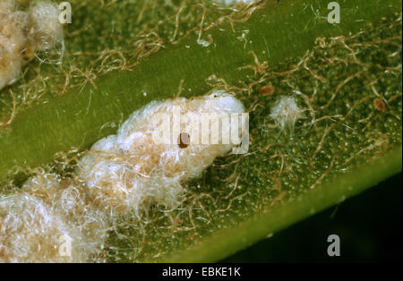 Baquois (Cycas revoluta), Diaspis boisduvalii sur une feuille de cycas, avec le trou d'une guêpe scorpion Banque D'Images