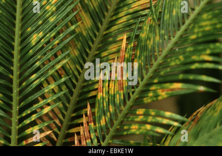 Baquois (Cycas revoluta), l'endommagement des feuilles bei Diaspis boisduvalii Banque D'Images