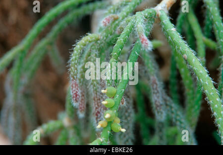 Cactus Rhipsalis baccifera gui (ssp. horrida, Rhipsalis cassutha ssp. horrida, Rhipsalis baccifera Rhipsalis cassutha, horrida horrida), avec des fruits Banque D'Images