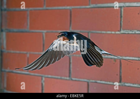 L'hirondelle rustique (Hirundo rustica), vol avec la proie dans son bec, Allemagne, Rhénanie du Nord-Westphalie Banque D'Images