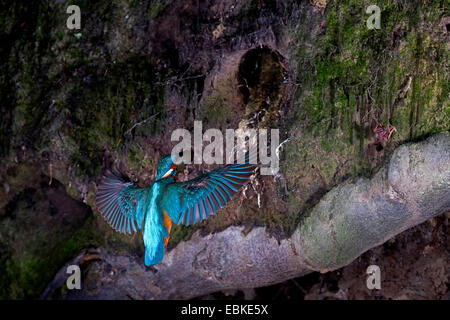 River Kingfisher (Alcedo atthis), près de la grotte avec une reproduction du poisson pris dans son bec, Allemagne, Rhénanie du Nord-Westphalie Banque D'Images