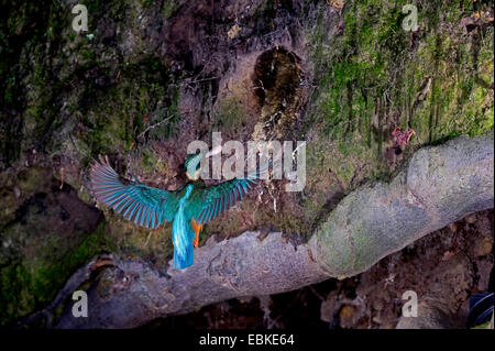 River Kingfisher (Alcedo atthis), près de la grotte avec une reproduction du poisson pris dans son bec, Allemagne, Rhénanie du Nord-Westphalie Banque D'Images