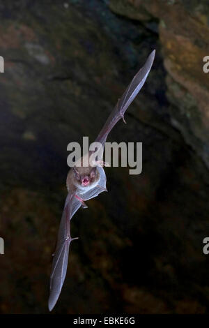 De Daubenton (Myotis daubentoni), laissant grotte, Allemagne, Harz Banque D'Images