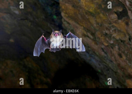 De Daubenton (Myotis daubentoni), laissant grotte, Allemagne, Harz Banque D'Images