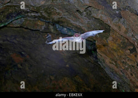 De Daubenton (Myotis daubentoni), laissant grotte, Allemagne, Harz Banque D'Images