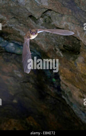 De Daubenton (Myotis daubentoni), laissant grotte, Allemagne, Harz Banque D'Images