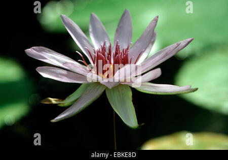 Lotus égyptien, le lotus bleu du Nil, nénuphar bleu (Nymphaea caerulea), Blossom Banque D'Images