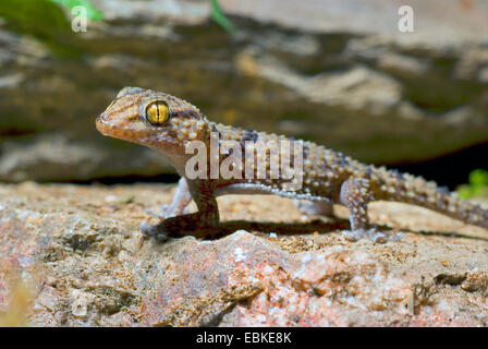 Turner's d'épaisseur-toed Gecko (Chondrodactylus turneri), sur une pierre Banque D'Images