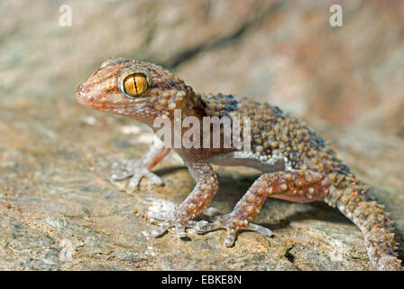 Turner's d'épaisseur-toed Gecko (Chondrodactylus turneri), sur une pierre Banque D'Images