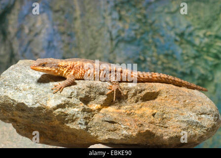 L'Afrique de l'Est, le lézard lézard tropical girdled (Cordylus tropidosternum), sur une pierre Banque D'Images