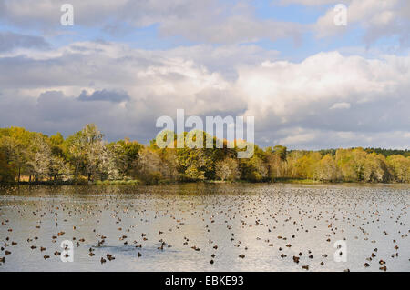 Canards au repos sur un lac, Allemagne Banque D'Images