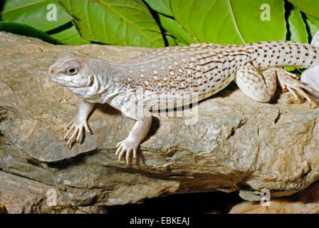 Iguane du désert (Dipsosaurus dorsalis), sur une pierre, Tropenparadies/Oberhausen Banque D'Images