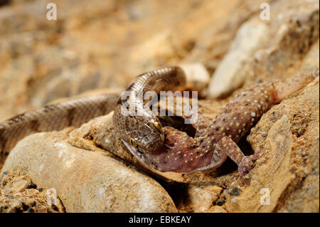 Cat, serpent serpent chat européen (Telescopus fallax), se nourrissant d'un gecko, Grèce, Macédoine, Messinien Banque D'Images