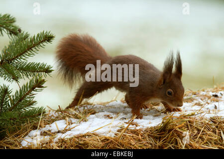 L'écureuil roux européen eurasien, l'écureuil roux (Sciurus vulgaris), à la recherche de nourriture en hiver, Allemagne Banque D'Images